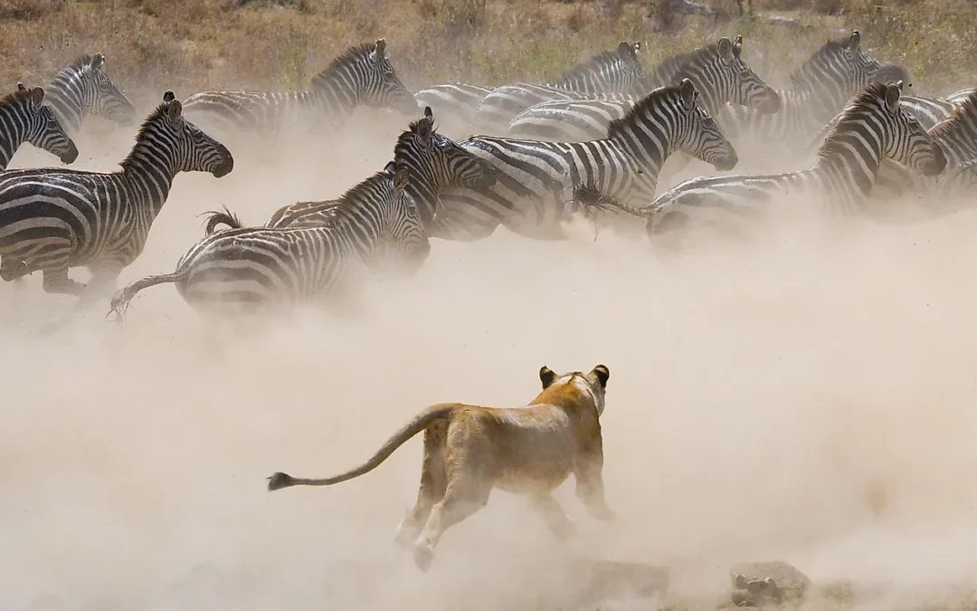 MANYARA, SERENGETI AND NGORONGORO SAFARI