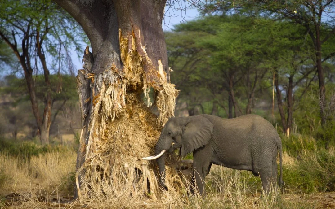 Adventure Camping Safari Tarangire ,Manyara and Serengeti for 7 Days