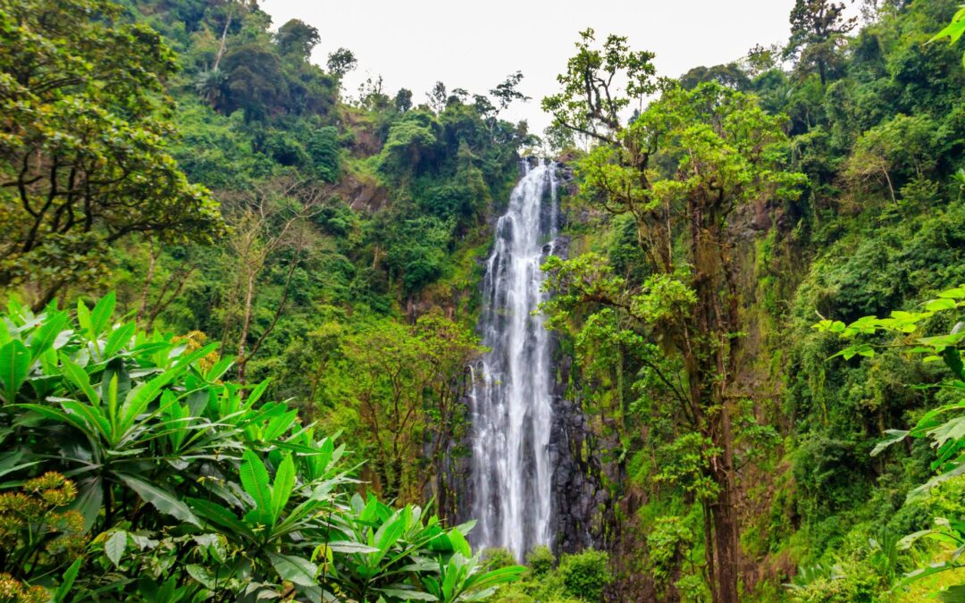 Materuni Village Waterfalls and Coffee Lesson